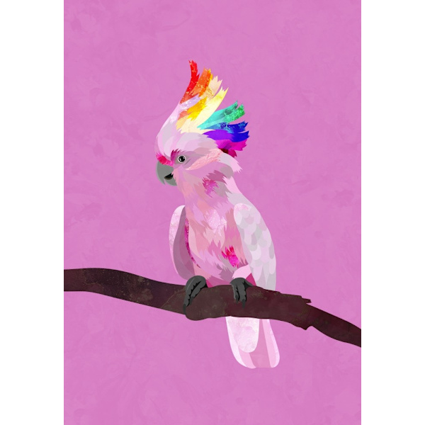 Pride Galah MultiColor 30x40 cm
