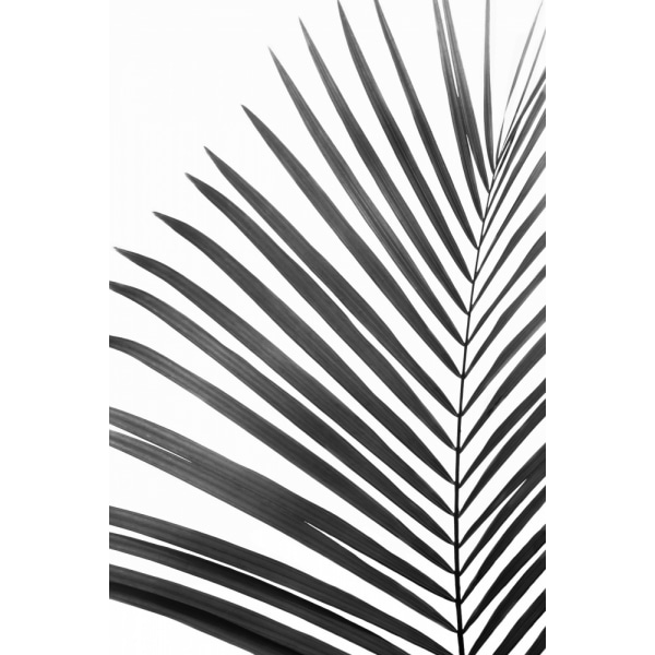 Bw Palm Leaf MultiColor 30x40 cm