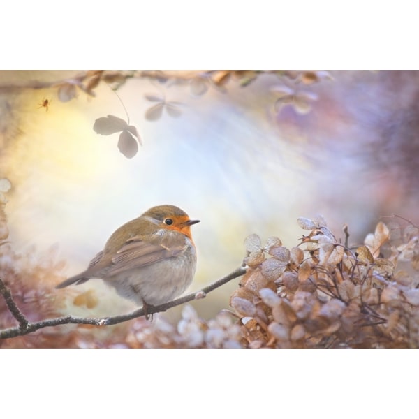 Robin On Dreams MultiColor 50x70 cm