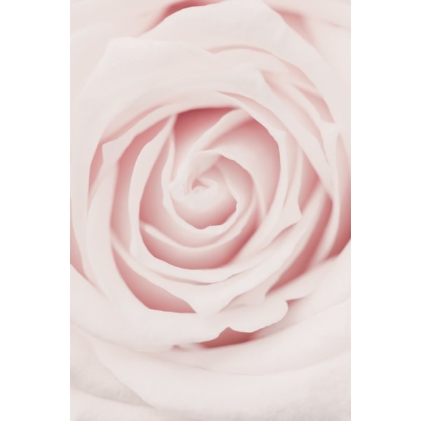 Pink Rose No 02 MultiColor 30x40 cm