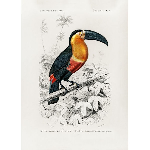 Toucan (Ramphastos) MultiColor 50x70 cm