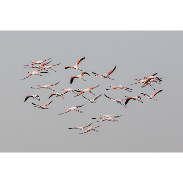 Greater Flamingos In Flight MultiColor 70x100 cm