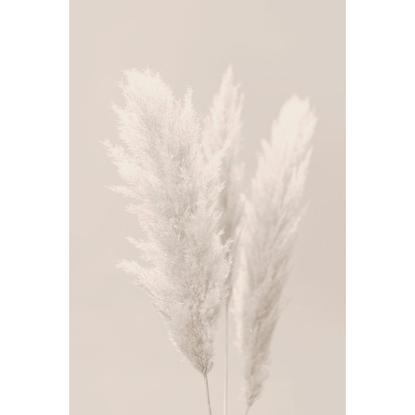 Pampas Grass_002 MultiColor 21x30 cm