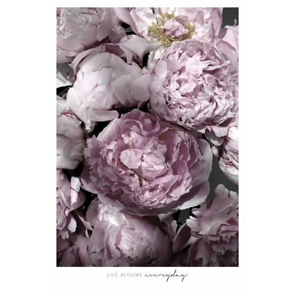 Life Blooms Everyday Peonies MultiColor 70x100 cm