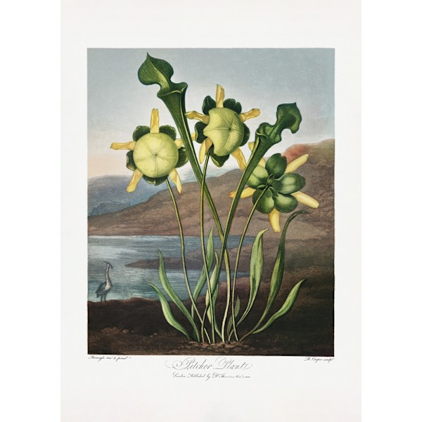 Pitcher Plant From The Temple Of Flora (1807) MultiColor 30x40 cm