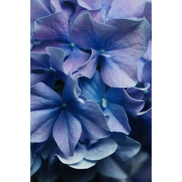Dancing Petals - Lilac Hydrangea MultiColor 21x30 cm