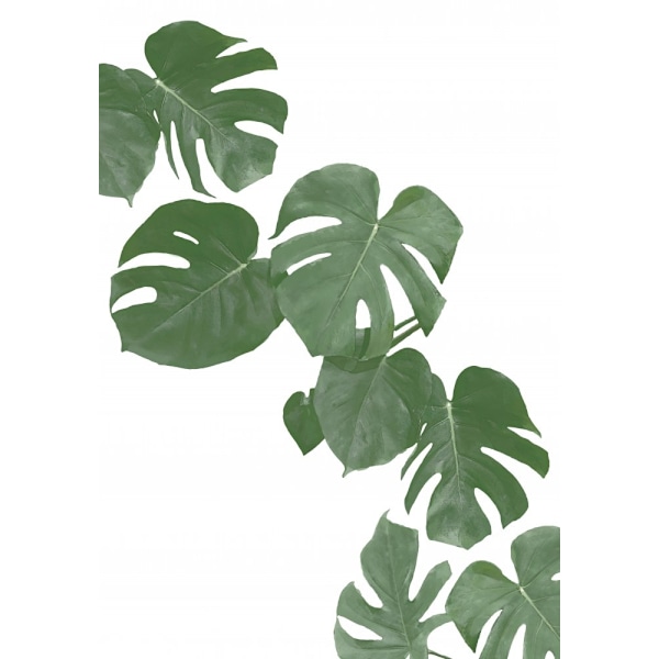 Monstera Aqua 02 MultiColor 30x40 cm