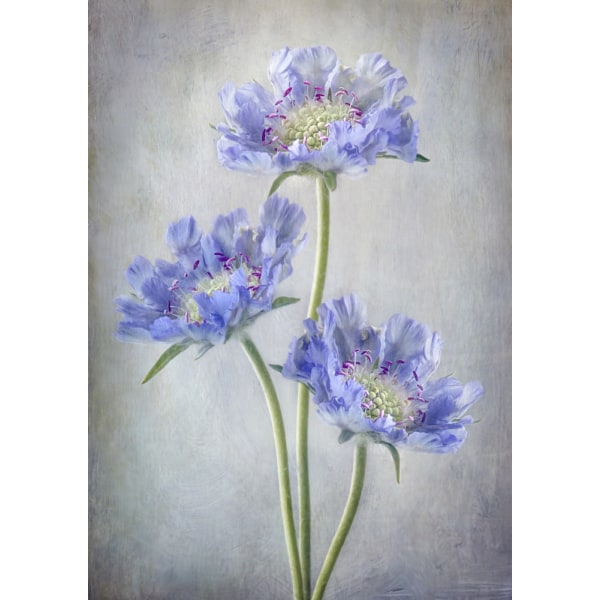 Scabiosa MultiColor 21x30 cm