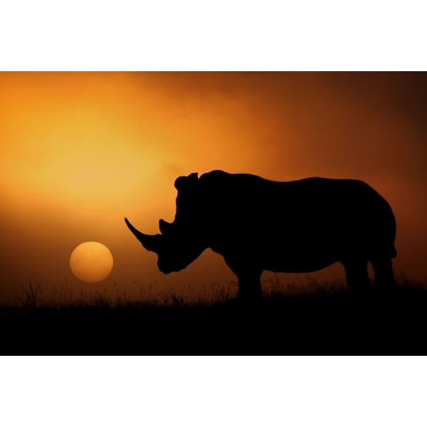 Rhino Sunrise MultiColor 30x40 cm