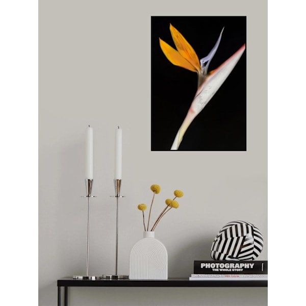 Bird Of Paradise MultiColor 70x100 cm