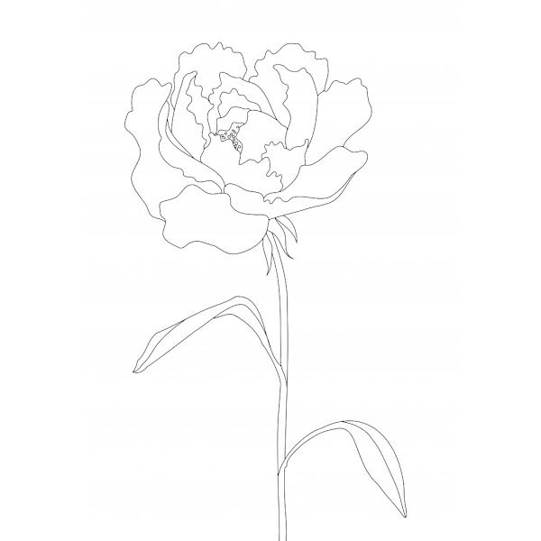 Peony Lines MultiColor 30x40 cm