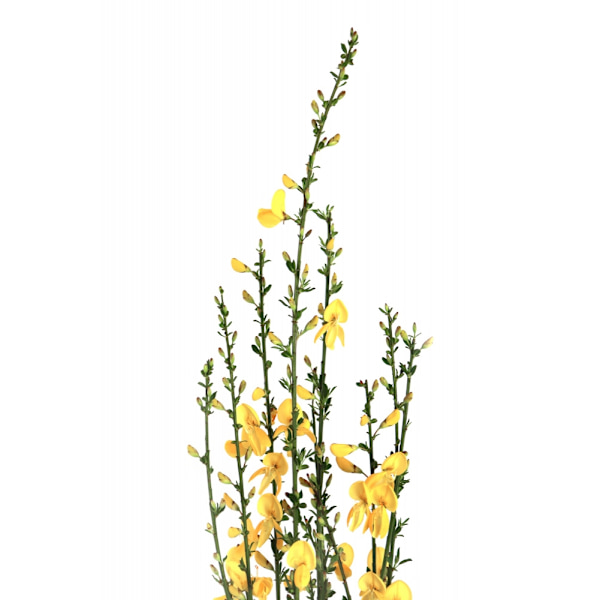 Yellow Blooms MultiColor 30x40 cm