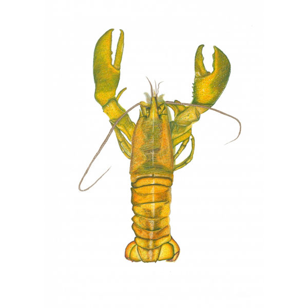 Lobster MultiColor 70x100 cm