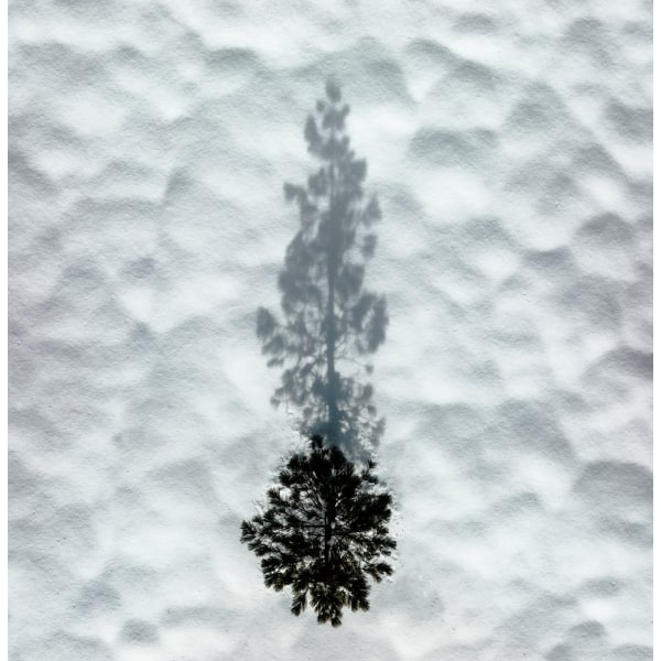 Winter Tree MultiColor 50x70 cm
