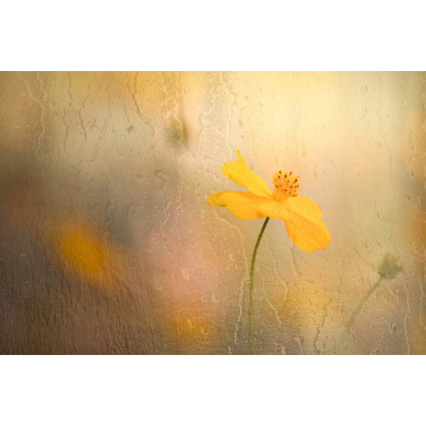Cosmos In Rain MultiColor 70x100 cm