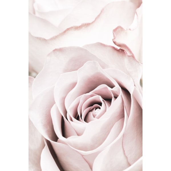 Pink Rose No 05 MultiColor 30x40 cm