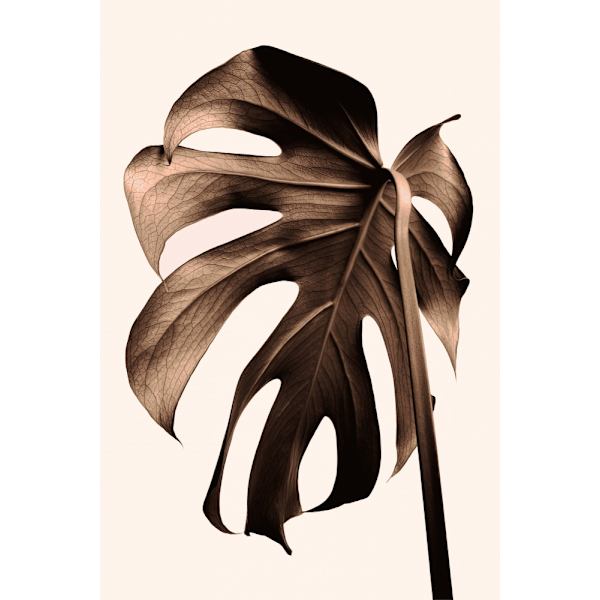 Monstera Gold MultiColor 70x100 cm