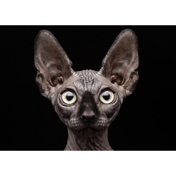 Sphynx Cat MultiColor 21x30 cm
