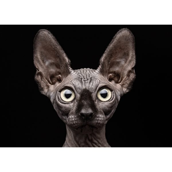 Sphynx-kissa MultiColor 21x30 cm