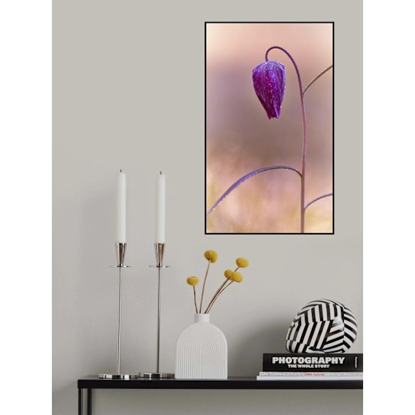 Fritillary MultiColor 50x70 cm
