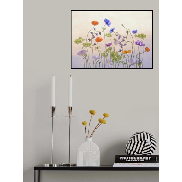 Valmue Anemone MultiColor 21x30 cm