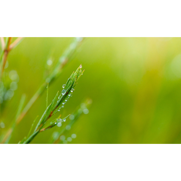 Melaleuca alternifolia ( Tea tree-olja) - Eterisk olja