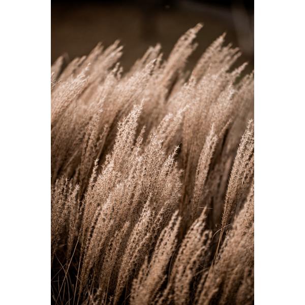Grass 16 MultiColor 21x30 cm