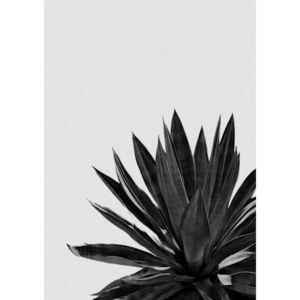 Agave Cactus Black A White MultiColor 21x30 cm