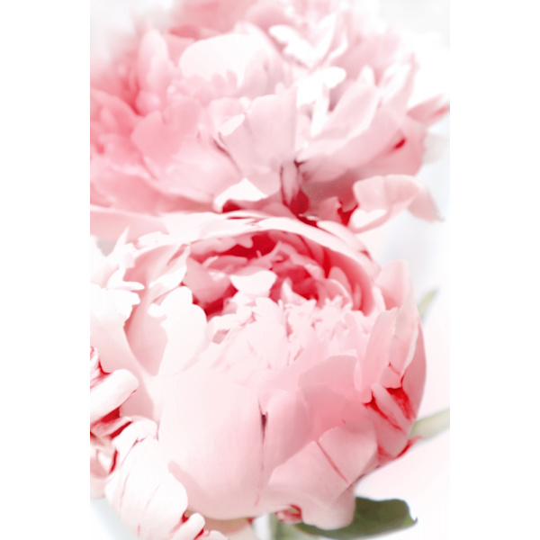 Bllush Peony X MultiColor 50x70 cm
