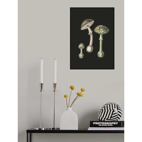 Amanita Muscaria Dark Background MultiColor 21x30 cm