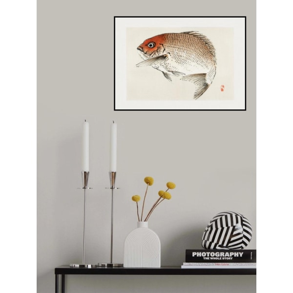 Tai (Red Seabream) Fish MultiColor 70x100 cm