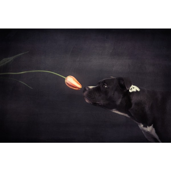 First Approach - Hildegard And The Tulip MultiColor 50x70 cm
