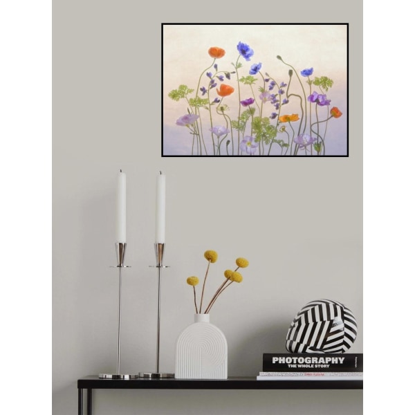 Poppy Anemone MultiColor 30x40 cm