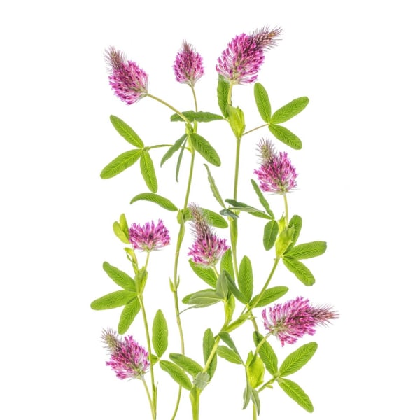 Trifolium MultiColor 30x40 cm