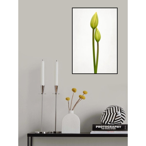 Tulip Time MultiColor 21x30 cm
