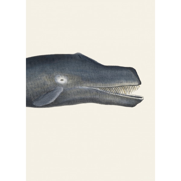 Whale I Tight Crop Handcolored Sealife Lithograph 1824 MultiColor 21x30 cm