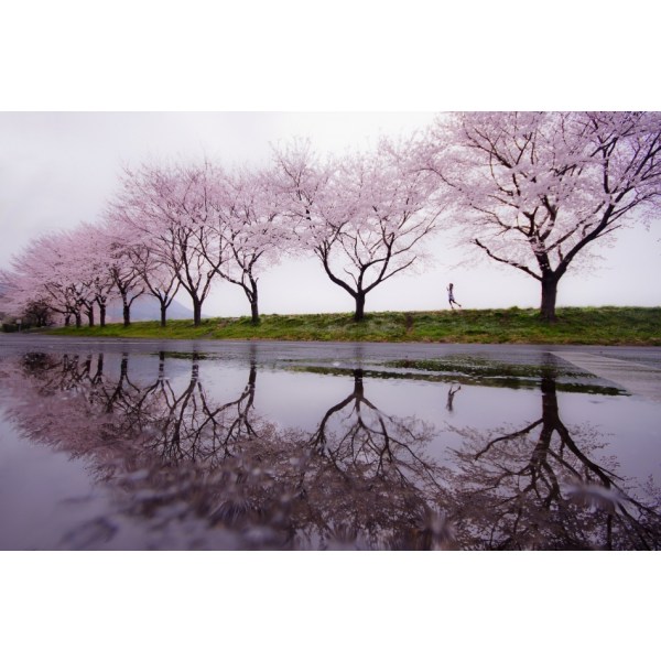 Rain Of Spring MultiColor 50x70 cm