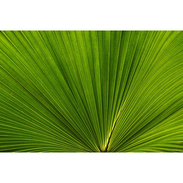 Fan Palm Leaves Photo 02 MultiColor 30x40 cm