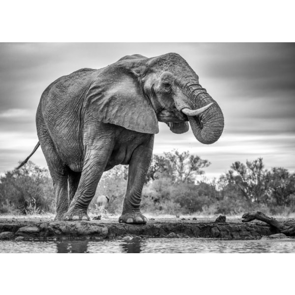 Standing Proud MultiColor 50x70 cm