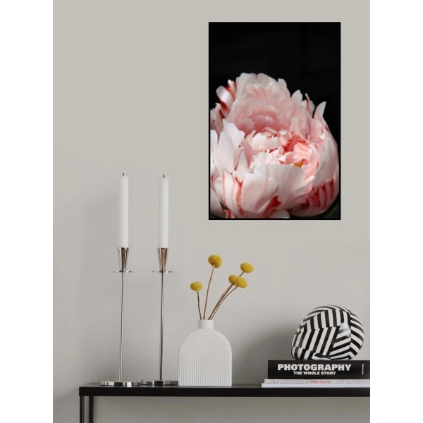 Blush Peony Viii MultiColor 30x40 cm