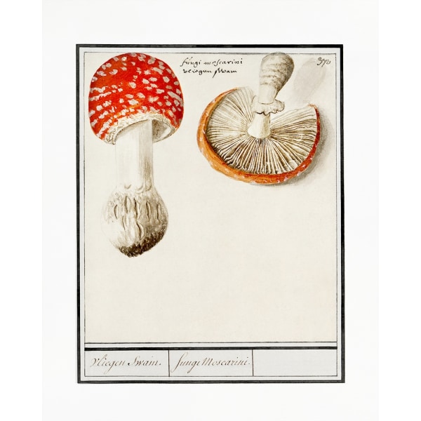 Kärpässieni, Amanita Muscaria MultiColor 70x100 cm