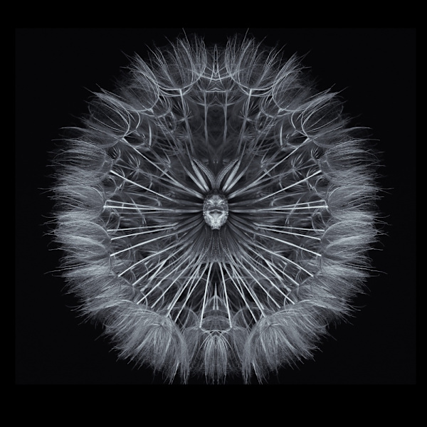 Salsify MultiColor 50x70 cm