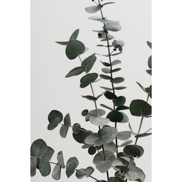 Eucalyptus Natural 07 MultiColor 70x100 cm