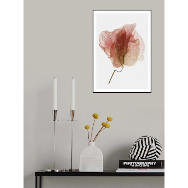 Bougainvillea Study No4 MultiColor 21x30 cm