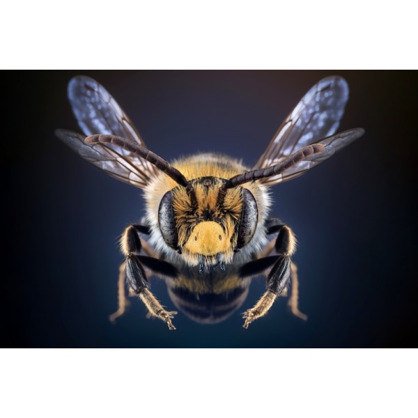 Wildbee MultiColor 50x70 cm