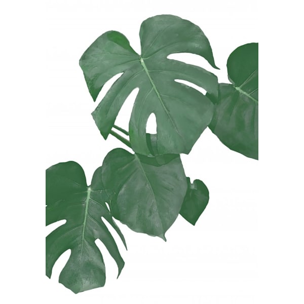 Monstera Aqua 01 MultiColor 21x30 cm