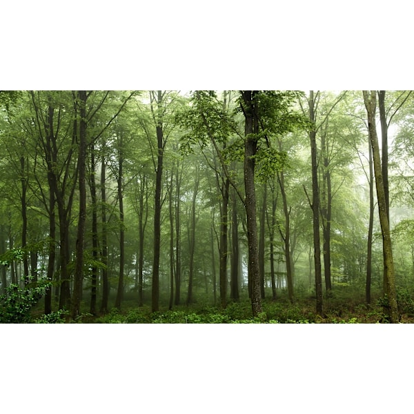 Forest... MultiColor 70x100 cm