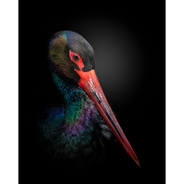 Den sorte stork MultiColor 21x30 cm