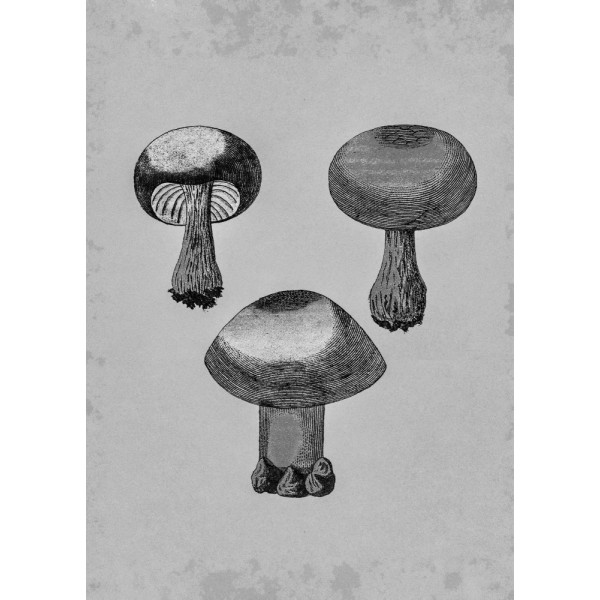 Violet Webcap Mushroom MultiColor 50x70 cm