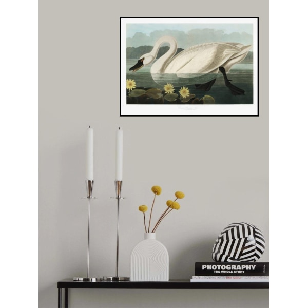 Common American Swan From Birds Of America (1827) MultiColor 30x40 cm